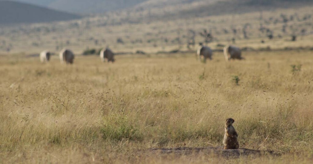 Prairie dog