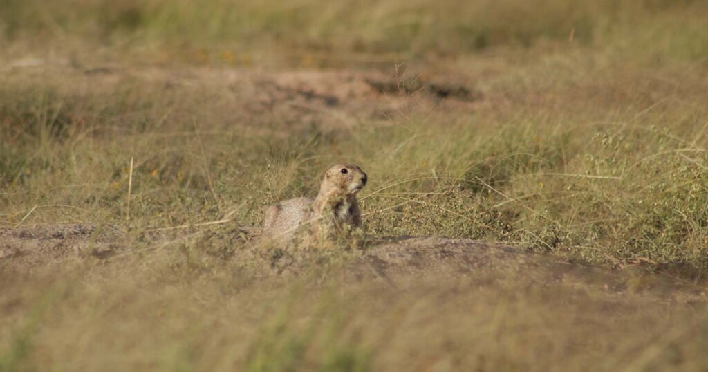 Prairie dog