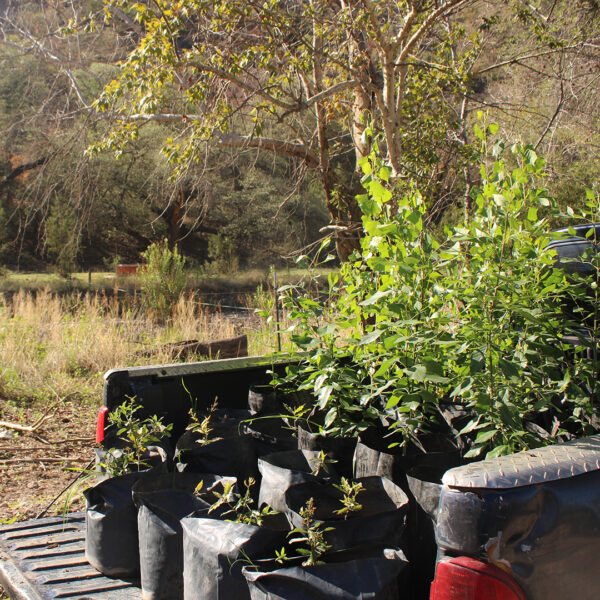 Young plants ready for riparian reforestation