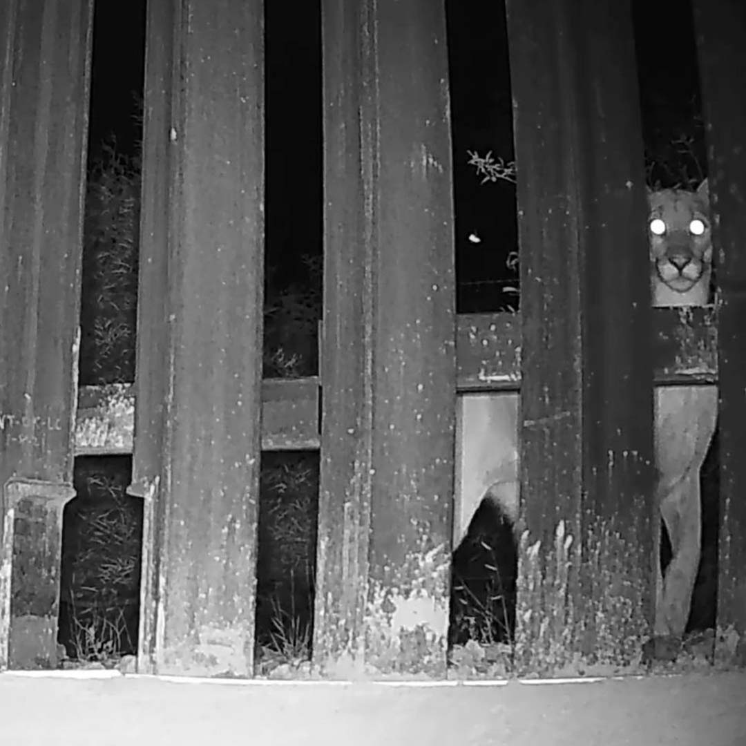 Mountain lion stuck at border wall
