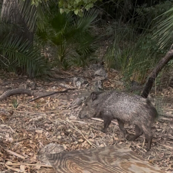 Javelina