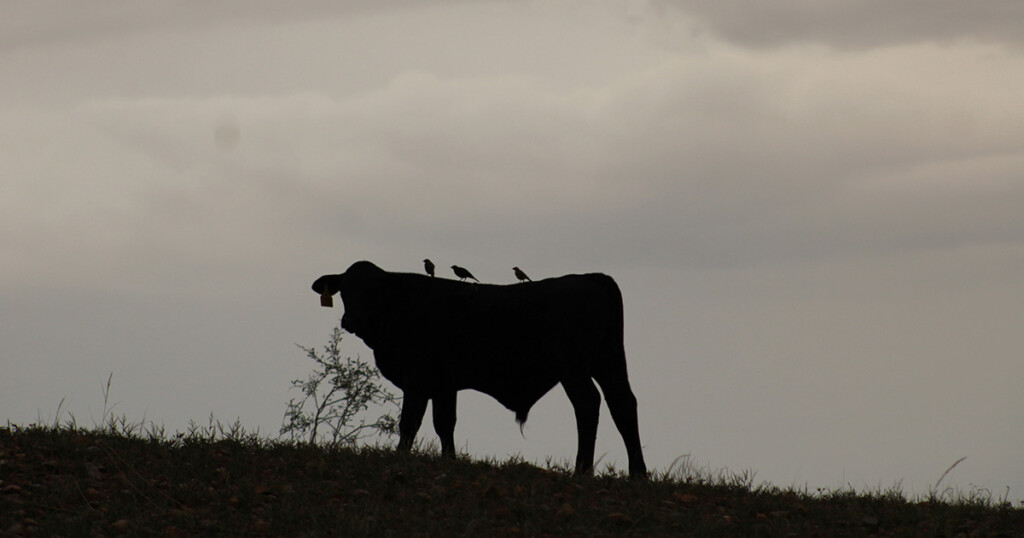 Cow