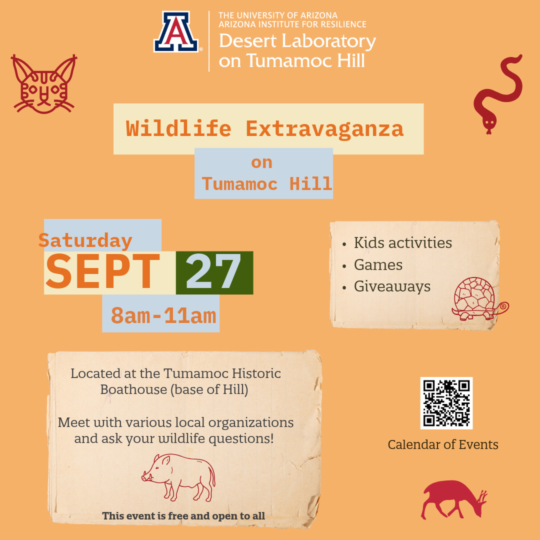 Wildlife Extravaganza on Tumamoc Hill