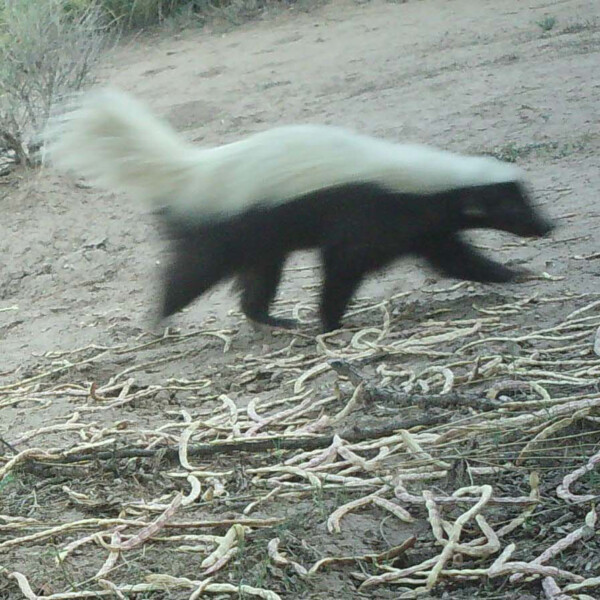 Hog-nosed skunk