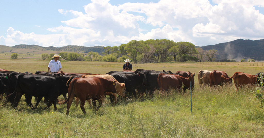 Voisin grazing