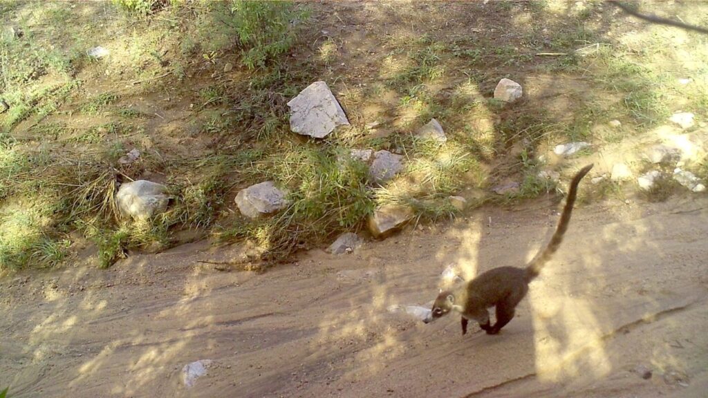 Coati