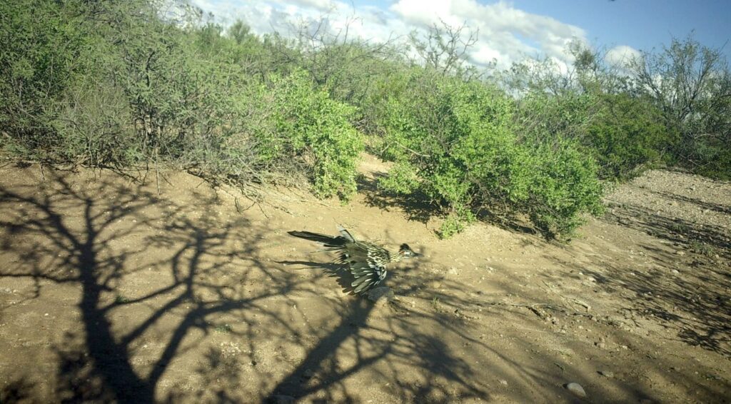 Roadrunner running
