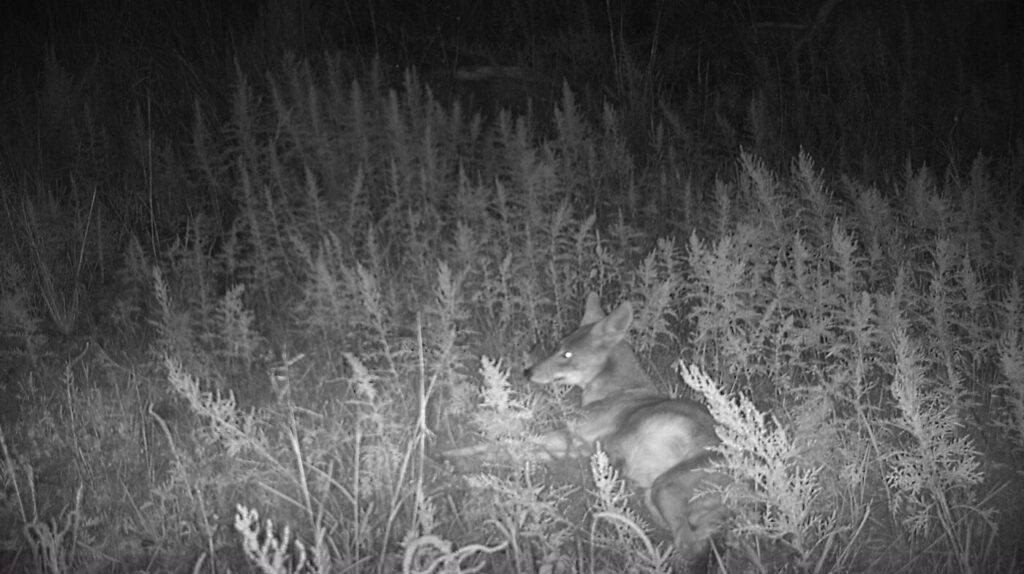 Coyote laying down