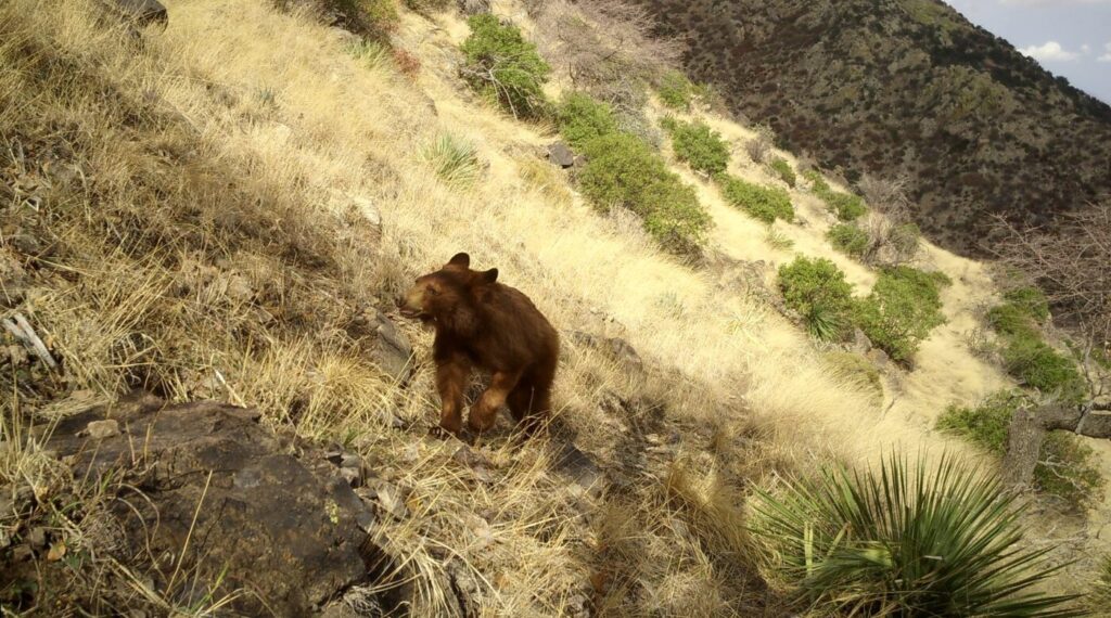 Black bear