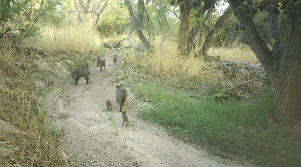 Javelina family
