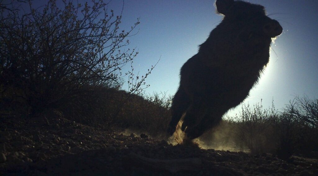 Back lit javelina running