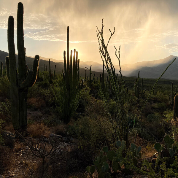 Saguaro East rain