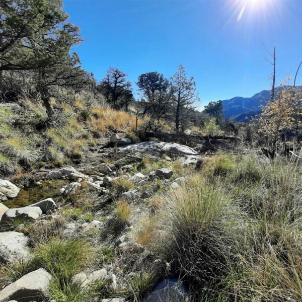 Catalinas