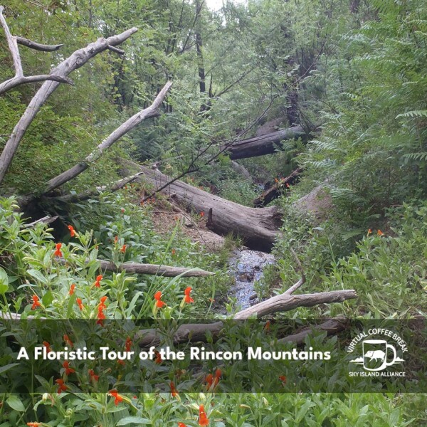 Rincons flora