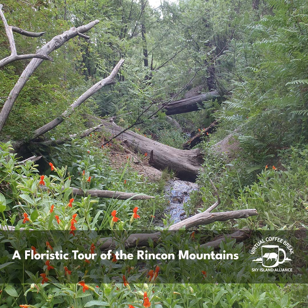 Rincons flora