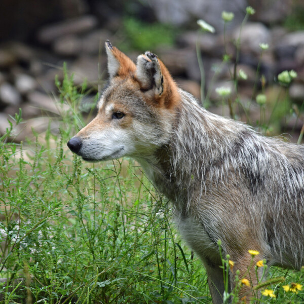 Mexican wolf