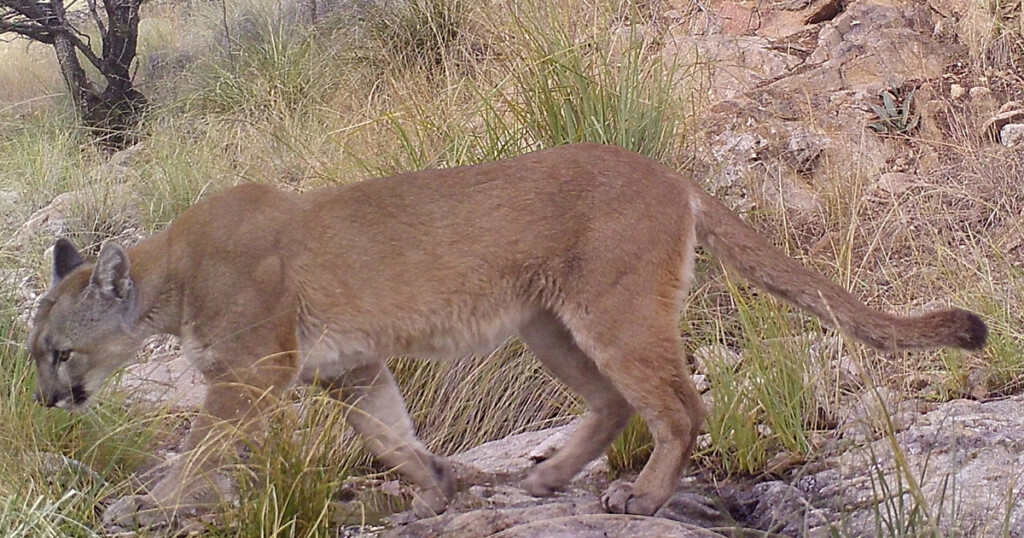 Puma