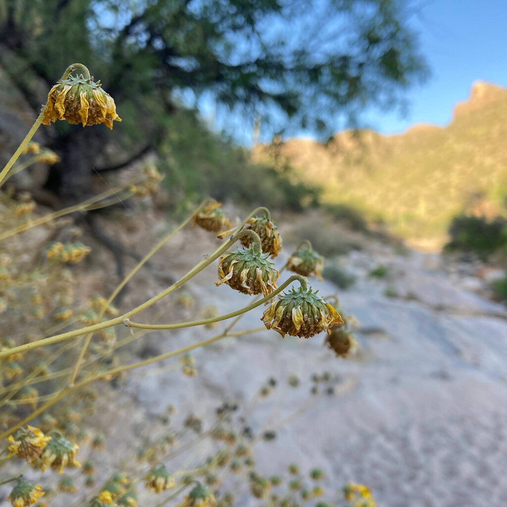 Brittlebush