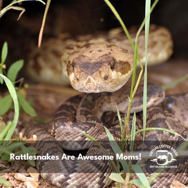 Rattlesnake