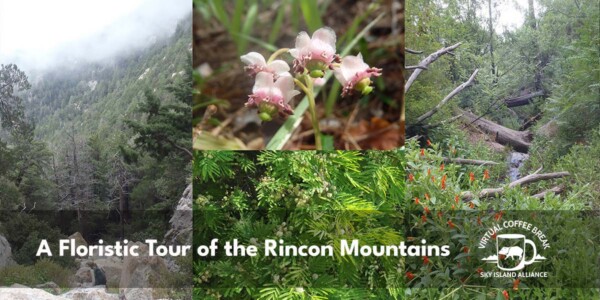 Rincon Mountains