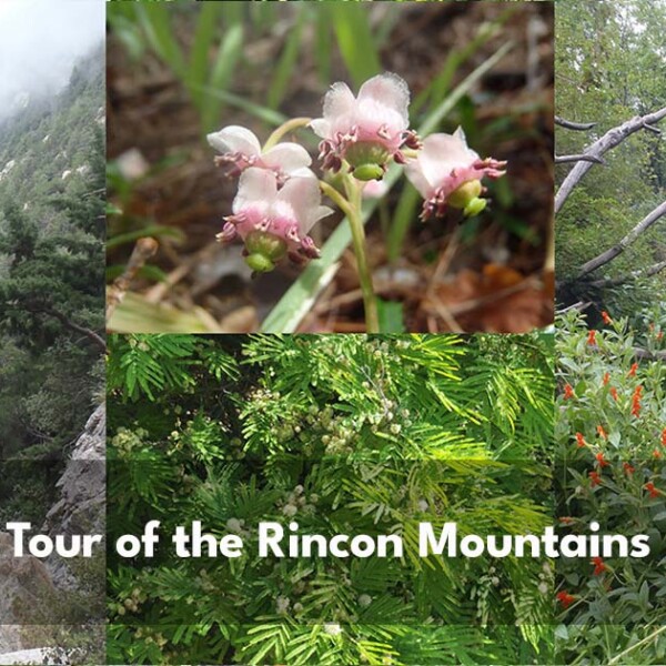 Rincon Mountains