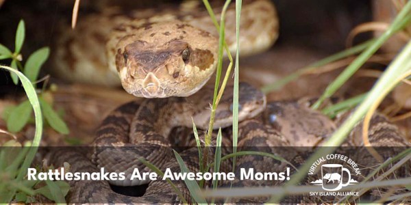Rattlesnake moms