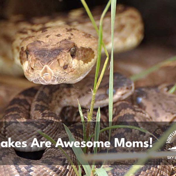Rattlesnake moms