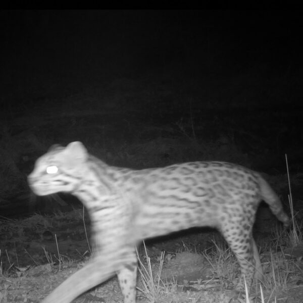 Ocelot