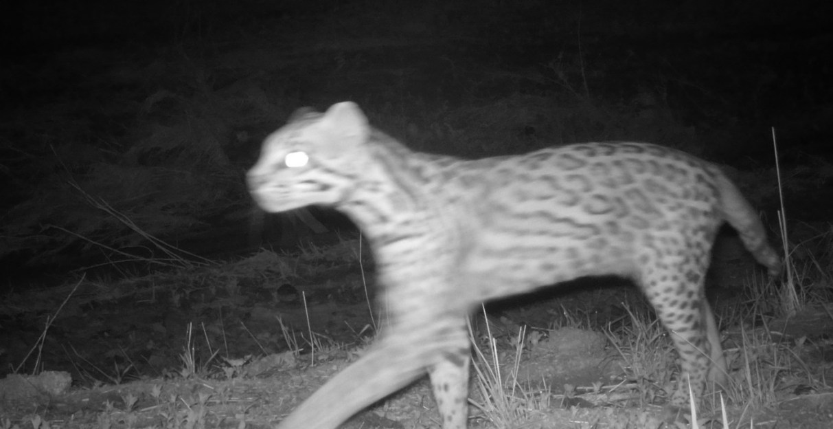 The Ocelot That Traversed 4 Sky Islands