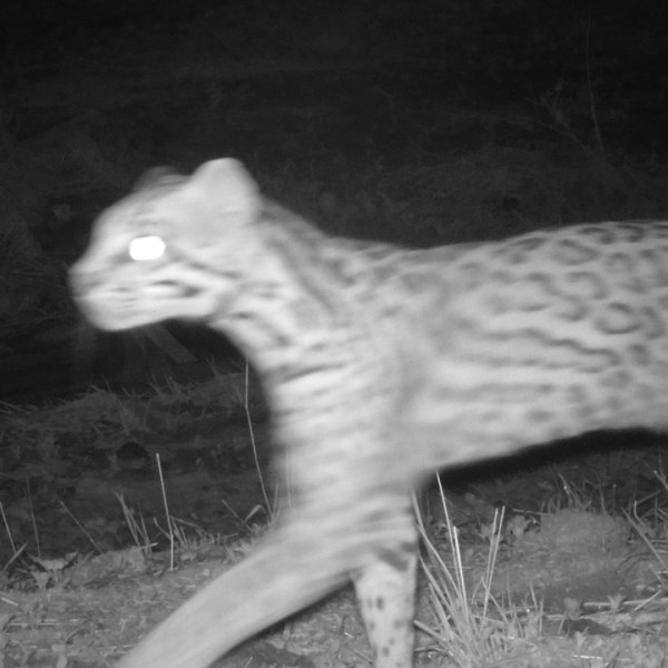 Ocelot