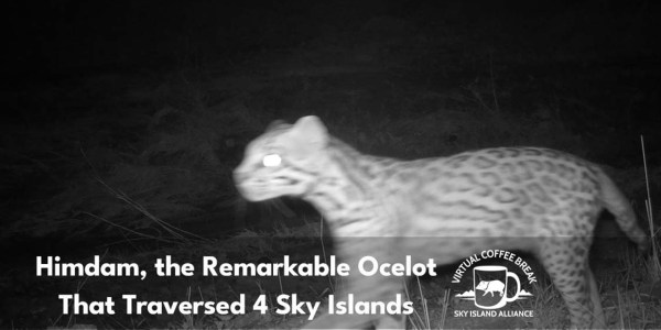 Ocelot