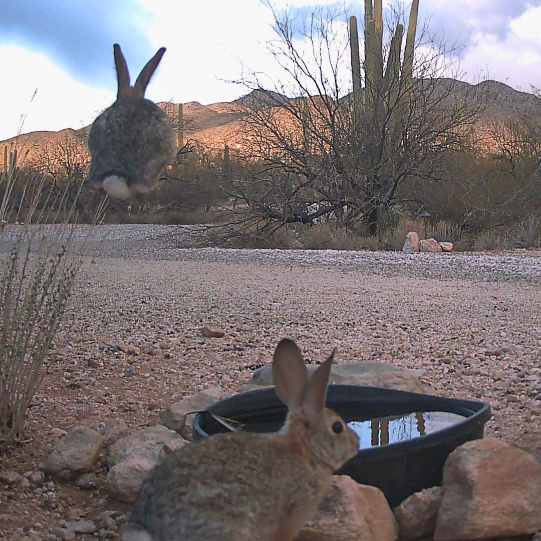 Cottontail jumping