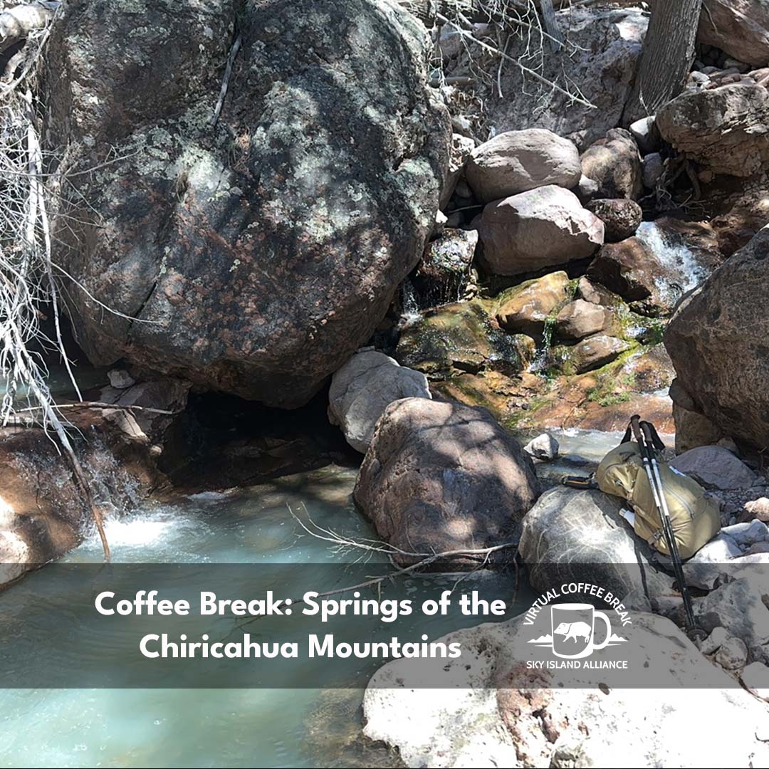 Cloudy Spring in the Chiricahua Wilderness