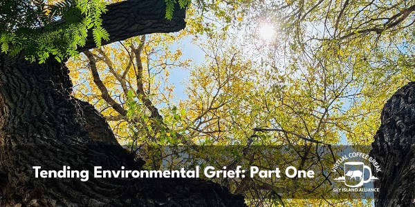 Cottonwood