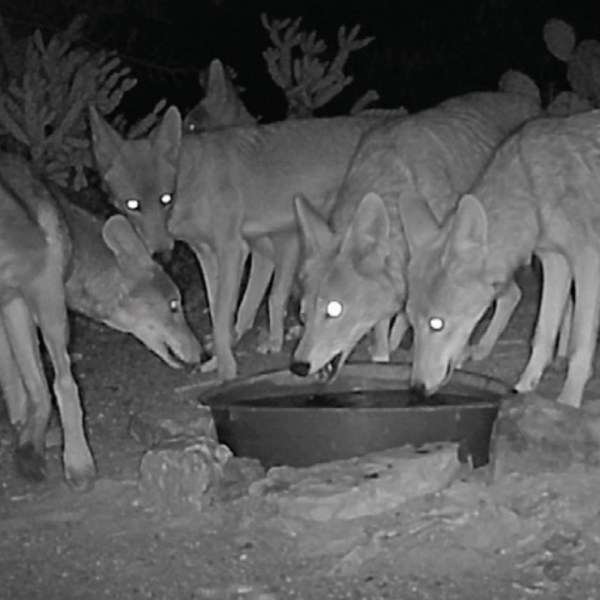 Coyotes at water bowl