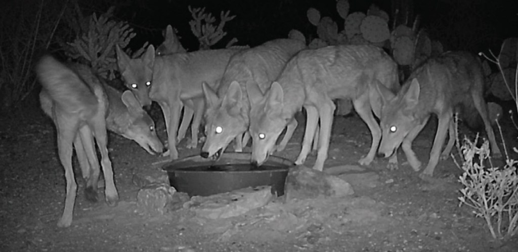 Coyotes at water bowl