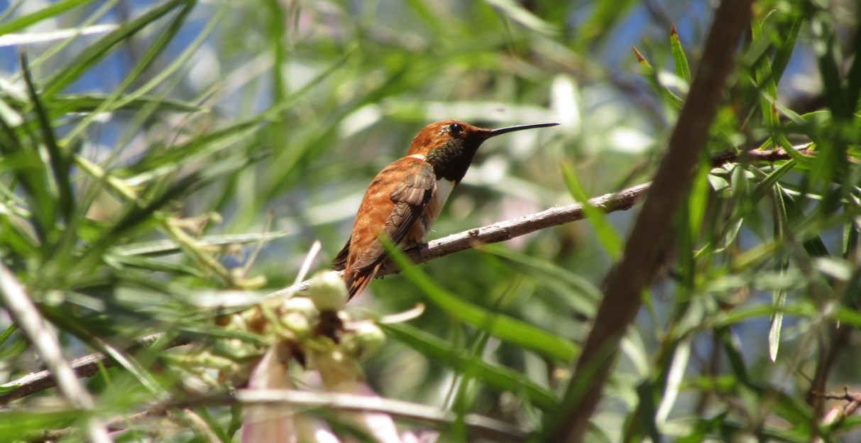 Springs Bird Watch