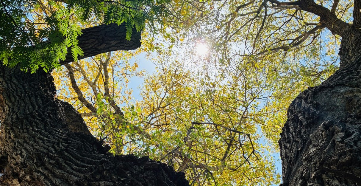 Tending Environmental Grief: Part One